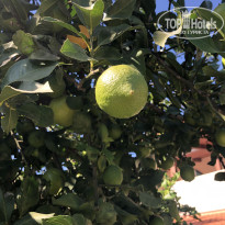 фото из отзыва ID 2737050