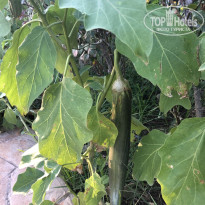 фото из отзыва ID 2737050