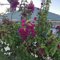 фото из отзыва ID 2737050