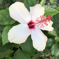 фото из отзыва ID 2737050