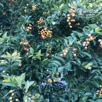 фото из отзыва ID 2737050