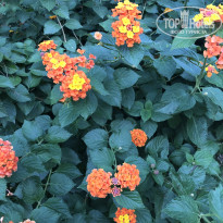 фото из отзыва ID 2737050