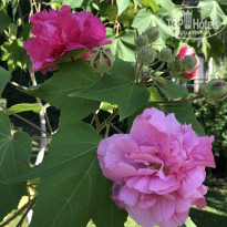 фото из отзыва ID 2737050