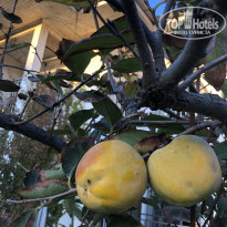 фото из отзыва ID 2737050