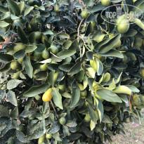 фото из отзыва ID 2737050