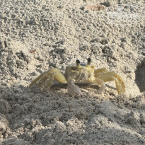 фото из отзыва ID 2737088