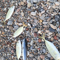 фото из отзыва ID 2737150