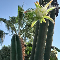 фото из отзыва ID 2737159