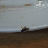 фото из отзыва ID 2737226