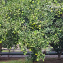 фото из отзыва ID 2737243