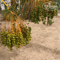 фото из отзыва ID 2737295