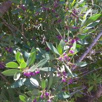 фото из отзыва ID 2737295