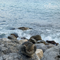 фото из отзыва ID 2736510