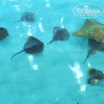 фото из отзыва ID 2737377