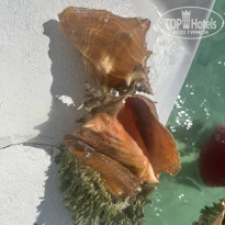 фото из отзыва ID 2737458