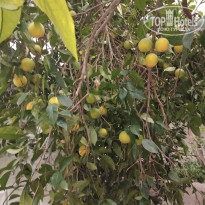 фото из отзыва ID 2737501