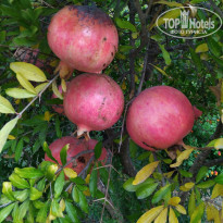 фото из отзыва ID 2737501