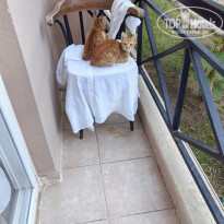 фото из отзыва ID 2737259