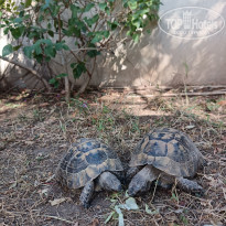 фото из отзыва ID 2737683