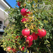 фото из отзыва ID 2737683