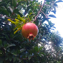 фото из отзыва ID 2737731