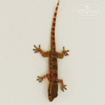 фото из отзыва ID 2737763