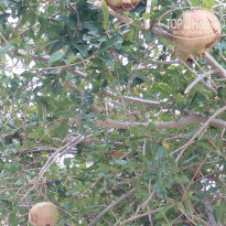 фото из отзыва ID 2737859