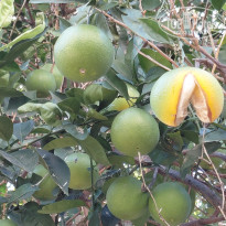 фото из отзыва ID 2737859