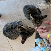 фото из отзыва ID 2737868