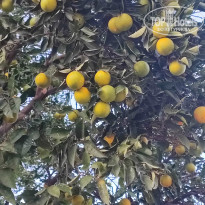 фото из отзыва ID 2737923