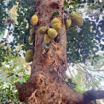 фото из отзыва ID 2737983