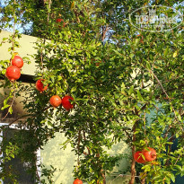 фото из отзыва ID 2738056