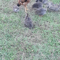 фото из отзыва ID 2738056