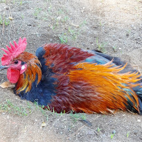 фото из отзыва ID 2738056