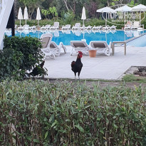 фото из отзыва ID 2738056