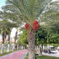 фото из отзыва ID 2738264