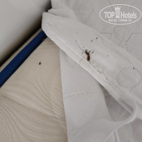 фото из отзыва ID 2738282