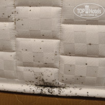 фото из отзыва ID 2738282