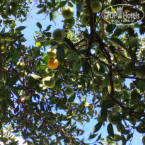 фото из отзыва ID 2738435