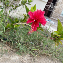 фото из отзыва ID 2738439