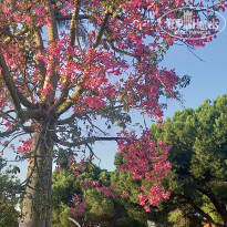 фото из отзыва ID 2738494