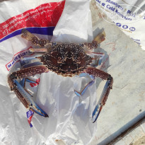 фото из отзыва ID 2738395