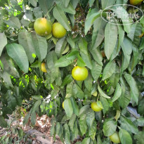 фото из отзыва ID 2738594