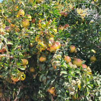 фото из отзыва ID 2738594