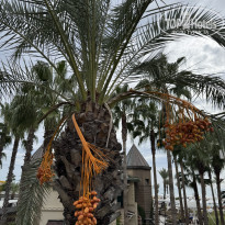 фото из отзыва ID 2738612