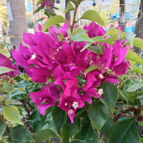 фото из отзыва ID 2738626