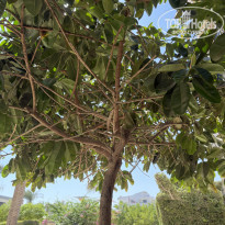 фото из отзыва ID 2738635