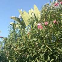 фото из отзыва ID 2738626