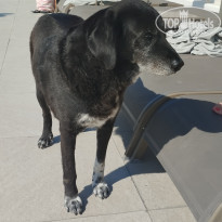 фото из отзыва ID 2738847