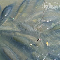 фото из отзыва ID 2738889